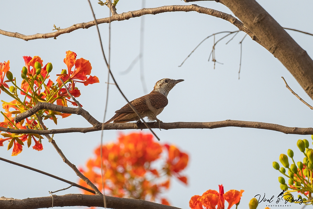 Banded Bay Cuckoo